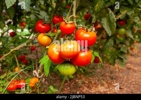 Tomaten auf dem Ast. Tomatenfeld. Produktivitätskonzept. Nahaufnahme und selektiver Fokus. Stockfoto