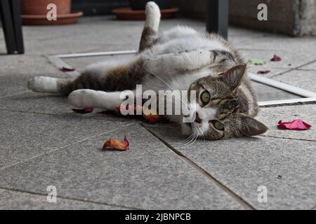 Tabby und weiße Katze, europäische Kurzhaarkatze, die auf dem Boden im Garten liegt, interessiert auf den Betrachter schaut, einige Blütenblätter herum. Stockfoto