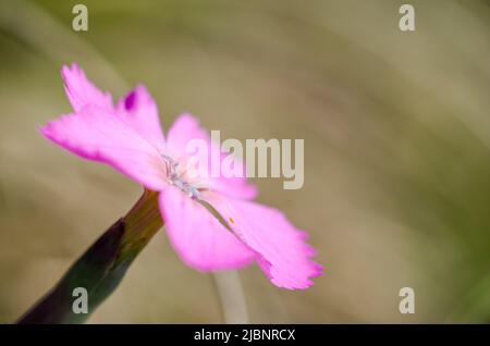 Dianthus sylvestris, das holzrosa, ist eine Art von Dianthus, die in Europa, insbesondere in den Alpen, gefunden wird. Stockfoto