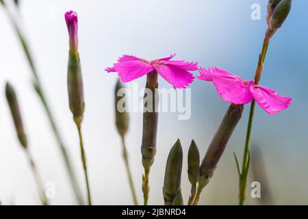 Dianthus sylvestris, das holzrosa, ist eine Art von Dianthus, die in Europa, insbesondere in den Alpen, gefunden wird. Stockfoto