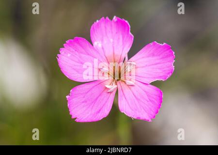 Dianthus sylvestris, das holzrosa, ist eine Art von Dianthus, die in Europa, insbesondere in den Alpen, gefunden wird. Stockfoto