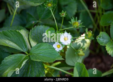 Blume der Erdbeerfrucht mit Blättern. Draufsicht und Nahaufnahme. Stockfoto