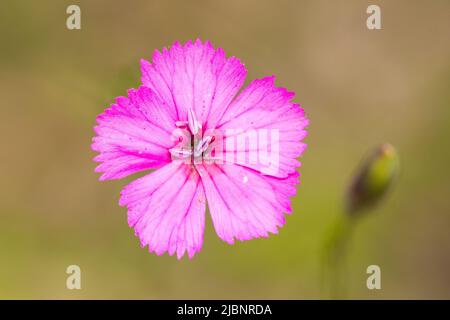 Dianthus sylvestris, das holzrosa, ist eine Art von Dianthus, die in Europa, insbesondere in den Alpen, gefunden wird. Stockfoto