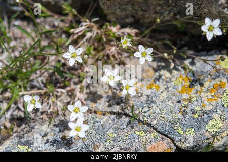 Minuartia verna ist eine seltene Blütenpflanze aus der Familie der Caryophyllaceae, die unter den gebräuchlichen Namen Frühlingssandwort und Bleiwurz bekannt ist. Stockfoto