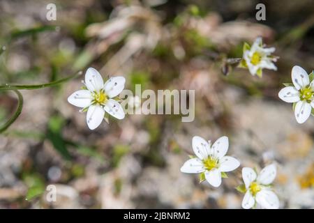 Minuartia verna ist eine seltene Blütenpflanze aus der Familie der Caryophyllaceae, die unter den gebräuchlichen Namen Frühlingssandwort und Bleiwurz bekannt ist. Stockfoto