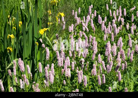 Persicaria, Bistorta officinalis 'Superba', wächst in einem feuchten Garten zusammen mit gelber Iris Stockfoto