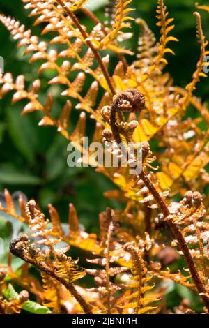 Wedel entfalten, entrollen, Wedel, Fern, Wedel, Farnwedel, Dryopteris erythrosora, Brilliance, Spring, Shield Fern Stockfoto