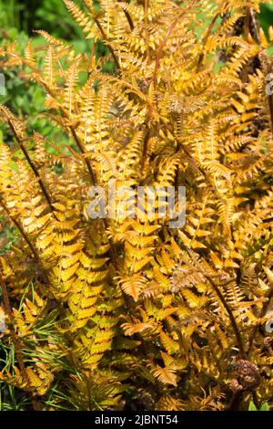 Herbstfarn, Dryopteris erythrosora 'Brilliance', Schildfarn, Orange, Fern-Blätter Stockfoto