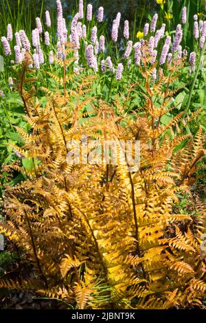 Dryopteris erythrosora 'Brilliance' und Persicaria Bistorta officinalis 'Superba' Fern im Frühlingsgarten Stockfoto