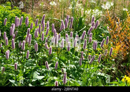 Persicaria Bistorta officinalis „Superba“ blass, rosa Blumen im Garten lockere mehrjährige, jedes Jahr größer werdende Pflanze, geeignet für nasse Böden Stockfoto