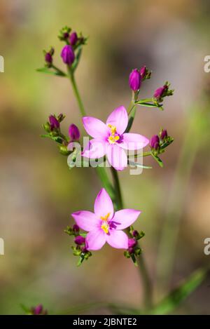 Centaurium pulchellum ist eine blühende Pflanze aus der Enzianfamilie, die unter dem gemeinsamen Namen kleiner Zentaury oder schlanker Zentaury bekannt ist. Stockfoto