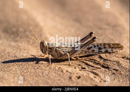 Seitenprofil einer Heuschrecke im Wüstensand Stockfoto