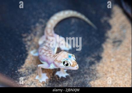 Pachydactylus (Palmatogecko) rangei (Squamata: Gekkonidae), in den Dünen der Namib-Wüste bei Swakopmund. Stockfoto