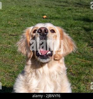 Ein gelber labrador Retriever ist gerade dabei, eine Freude zu fangen Stockfoto