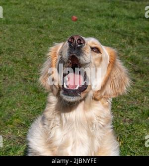 Ein gelber labrador Retriever ist gerade dabei, eine Freude zu fangen Stockfoto
