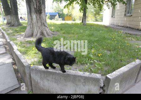 Schwarze Katze führt einen Balanceakt durch, indem sie sich am Rand von Betonblöcken, die zur Unterstützung der Bäume gelegt wurden, ihren Weg bahnt. Pelzigen Kerl ging mit Anmut Stockfoto