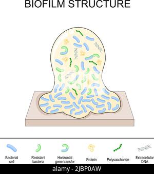 Biofilmstruktur. Bakterielle Zellkolonie: Protein, Polysaccharid, extrazelluläre DNA, horizontaler Gentransfer zwischen Bakterien, resistentes Bakterium, Stock Vektor