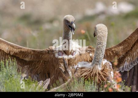 Gänsegeier, Gyps fulvus, kämpfend, Provinz Teruel, Aragon, Spanien Stockfoto