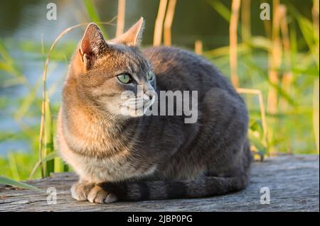 Porträt einer schönen männlichen Tabby-Katze, die auf dem Holzdeck am Fluss in der Abendsonne sitzt Stockfoto