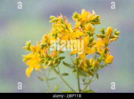 Nahaufnahme der Johanniskraut-Blume. ( Hypericum perforatum ) Stockfoto