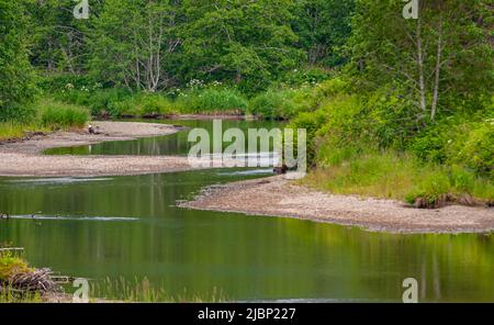 Hoonah, Alaska, USA - 18. Juli 2011: Waldlandschaft mit grünem Wasser in einem Bach mit trockenen Küstenstreifen in dichtem grünen Wald mit spärlichen Whis Stockfoto