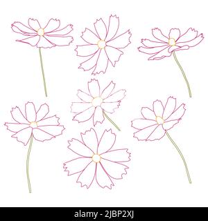 Satz von Kosmos Blume Zweig Vektor einfache Illustration isoliert auf weißem Hintergrund. Umriss handgezeichnete farbige Version. Blumenvektor für Kinder Stock Vektor