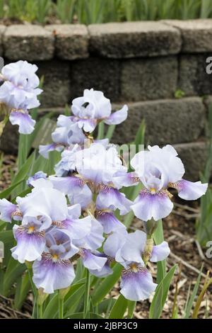 Iris 'Fantastic Blue' mittlere bärtige Iris. Stockfoto