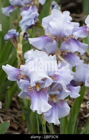 Iris 'Fantastic Blue' mittlere bärtige Iris. Stockfoto