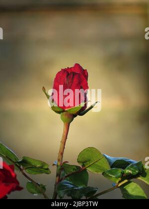Einzelne rote Rosenknospe auf Hintergrund mit weichem Fokus-Vignette Stockfoto