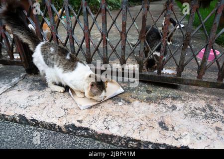 Verlassene Katzen an einem privaten Ort gesehen. Stadt Salvador im brasilianischen Bundesstaat Bahia. Stockfoto