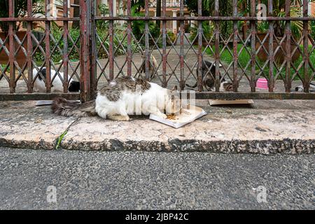 Verlassene Katzen an einem privaten Ort gesehen. Stadt Salvador im brasilianischen Bundesstaat Bahia. Stockfoto