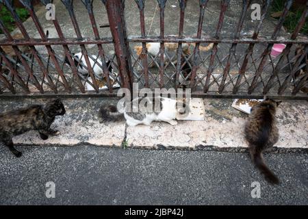 Verlassene Katzen an einem privaten Ort gesehen. Stadt Salvador im brasilianischen Bundesstaat Bahia. Stockfoto