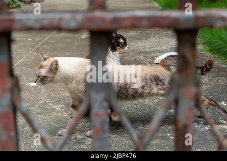 Verlassene Katzen an einem privaten Ort gesehen. Stadt Salvador im brasilianischen Bundesstaat Bahia. Stockfoto