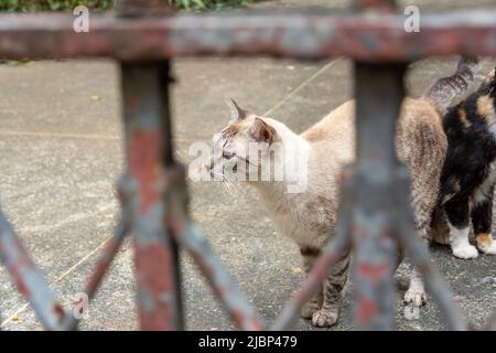 Verlassene Katzen an einem privaten Ort gesehen. Stadt Salvador im brasilianischen Bundesstaat Bahia. Stockfoto