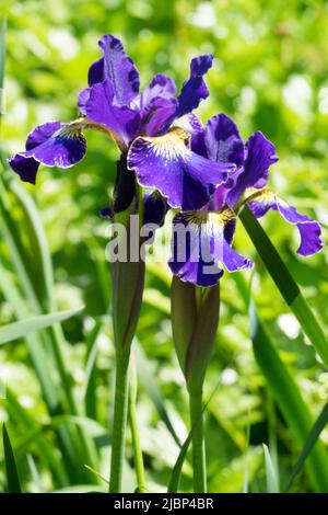 Sibirische Iris „Blue King“, Iris sibirica, Blaue Irisblume, blüht im Garten Stockfoto