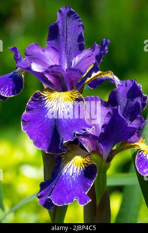 Sibirische Iris „Blue King“, Iris sibirica, Blaue Irisblume, blüht im Garten Stockfoto