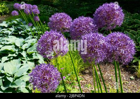Globemaster Allium im Garten Alliums Blütenköpfe, Hostas Stockfoto