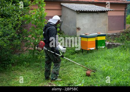 Der Imker in einem Arbeitsschutzanzug mäht an einem Sommertag im Garten hohes Gras mit einem Benzintrimmer um die Bienenstöcke Stockfoto