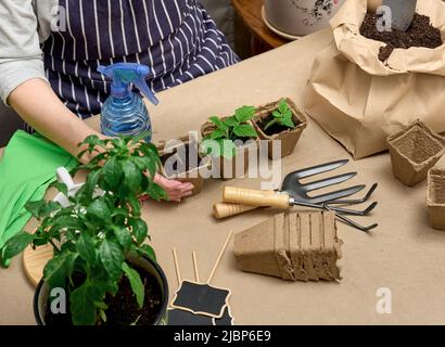 Eine Frau gießt Erde in einen Pappbecher mit grünem Sprossen. Pflanzen zu Hause anbauen, Draufsicht Stockfoto