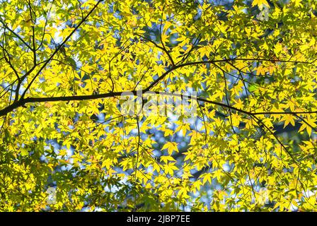 Natürlicher Hintergrund, der im Herbst einen Ast aus japanischem Momiji-Ahornbaum darstellt, mit gelben Blättern und Blättern, die von einer hinterleuchteten Sonne beleuchtet werden Stockfoto