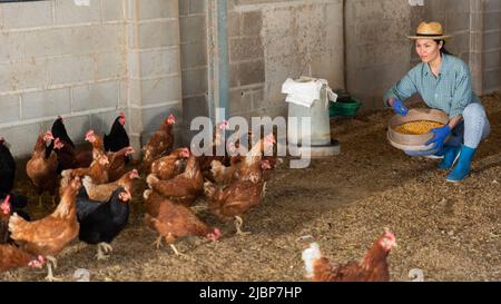 Bäuerin, die im Hühnerstall arbeitet und Hühner füttert Stockfoto