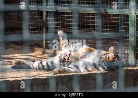 Tiger mit schwarzen Streifen friedlich im Käfig liegend. Nahansicht mit verschwommenen Käfigzellen. Wilde Tiere, große Katze Stockfoto