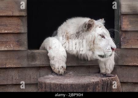 Junger weißer Tiger mit schwarzen Streifen auf Pelz, der in einer Voliere ruht, Nahsicht mit verschwommenem Hintergrund. Wilde Tiere, große Katze Stockfoto