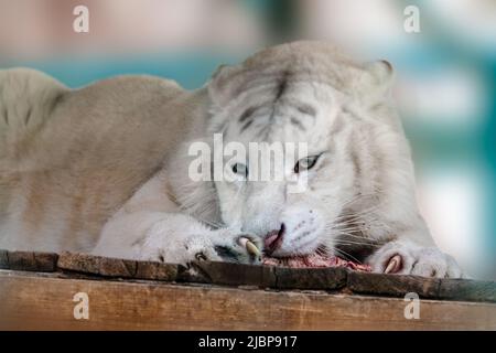 Weißer Tiger mit schwarzen Streifen (Panthera tigris), der rohes Fleisch auf einer Holzplattform isst. Nahansicht mit unscharfem Hintergrund. Wilde Tiere, große Katze Stockfoto