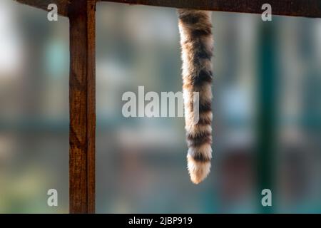 Weiß mit schwarzen Streifen auf Pelztiger-Schwanz Nahaufnahme von hölzernen Plattform hängen. Katze, die in einer Voliere ruht, mit verschwommenem Hintergrund. Wilde Tiere, groß Stockfoto