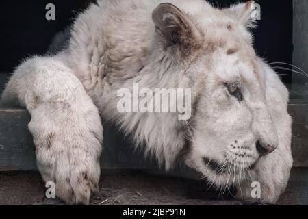 Junger weißer Tiger mit schwarzen Streifen auf Fell, Kopf und Pfoten in Nahaufnahme. Katze, die in einer Voliere ruht, mit verschwommenem Hintergrund. Wilde Tiere, große Katze Stockfoto