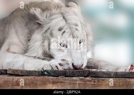 Weißer Tiger (Panthera tigris), der rohes Fleisch auf einer hölzernen Plattform isst. Nahaufnahme mit unscharfem Hintergrund. Wilde Fleischfresser, große Katze Stockfoto