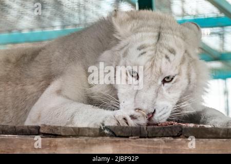 Weißer Tiger mit schwarzen Streifen (Panthera tigris), der rohes Fleisch auf einer hölzernen Plattform in der Voliere isst. Nahaufnahme mit unscharfem Hintergrund. Wilde Tiere, bi Stockfoto