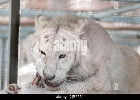 Weißer Tiger (Panthera tigris), der rohes Fleisch mit Knochen isst. Nahaufnahme mit verschwommenem Hintergrund in der Voliere. Wilde Fleischfresser Stockfoto