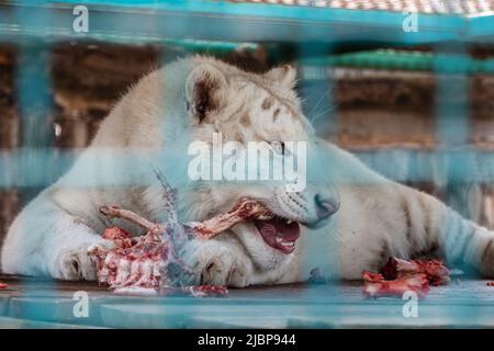 Weißer Tiger (Panthera tigris), der rohes Fleisch auf einer hölzernen Plattform im Vogelkäfig isst. Nahaufnahme mit unscharfem Hintergrund. Wilde Tiere, große Katze Stockfoto